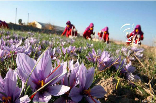Saffron Cultivation,  Yield on the Increase in  Afghanistan: MAIL